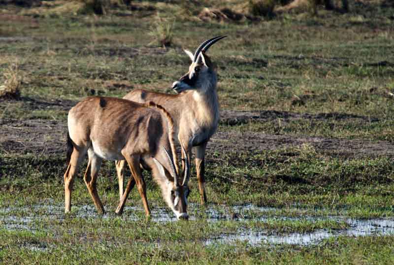 181 - Namibia - antilopes Roan - reserva de animales Mahango